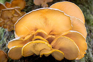 Golden lion's mane mushrooms with their delicate, cascading spines displayed on a natural wood surface