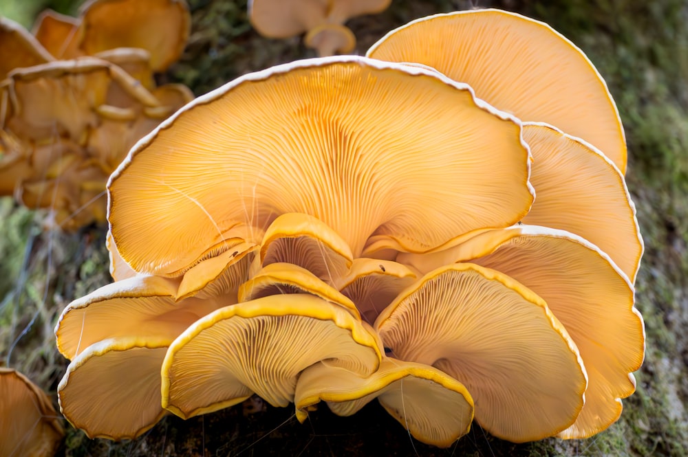 Un gruppo di funghi gialli che crescono su un albero