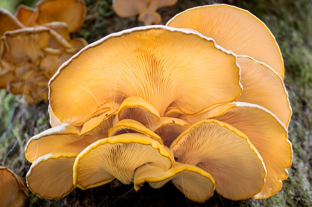 Clusters of golden mushrooms with delicate, fan-like gills growing on a tree trunk. The texture is smooth and the colors vary from deep yellow to light orange. The lighting highlights their natural sheen, and they appear fresh and thriving in a damp environment.