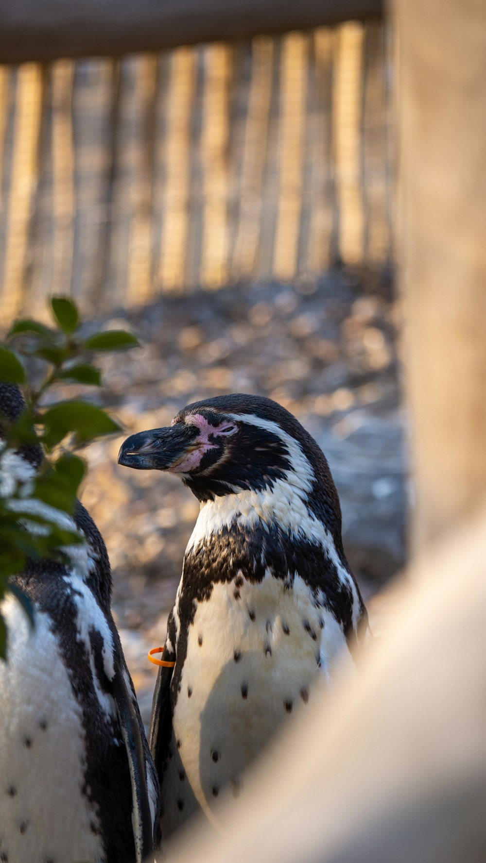 a couple of penguins standing next to each other