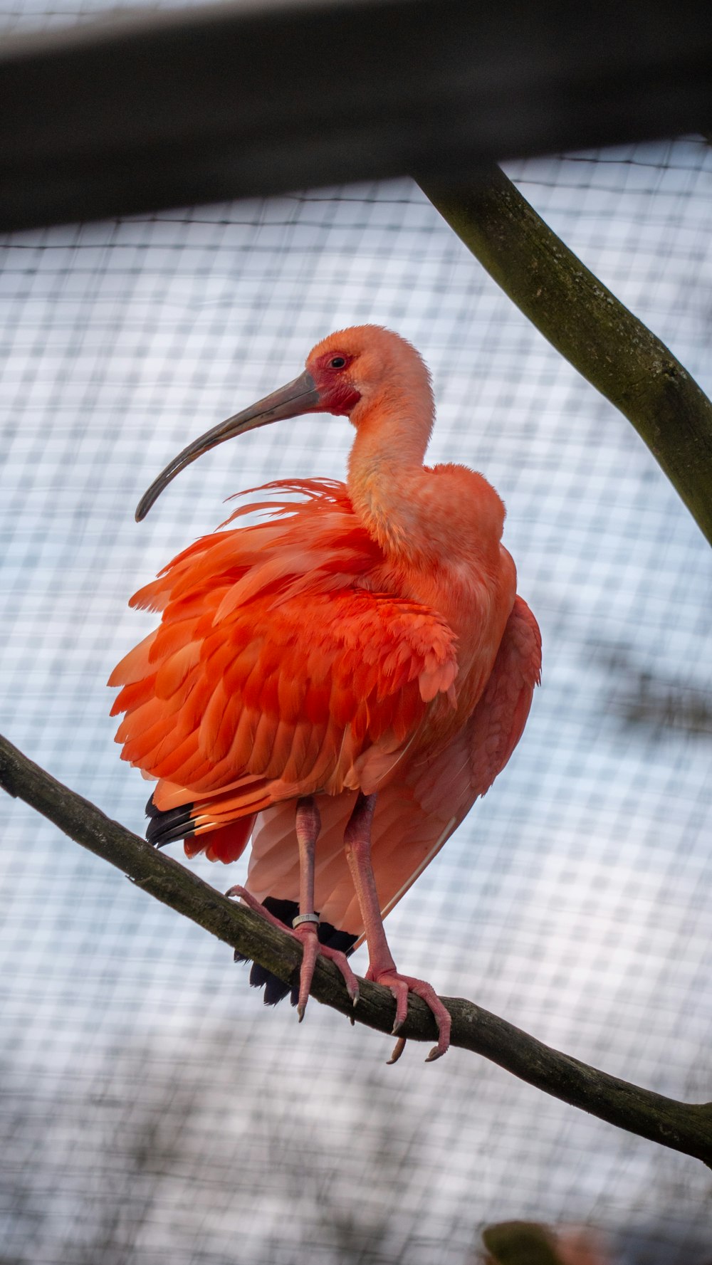 a large orange bird sitting on top of a tree branch