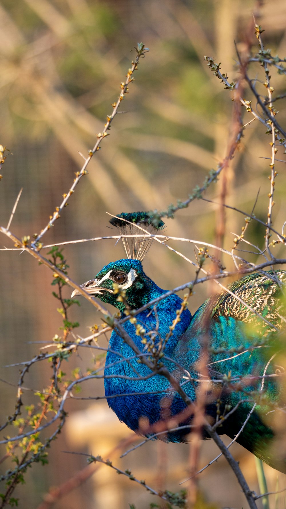 a blue bird sitting on top of a tree branch