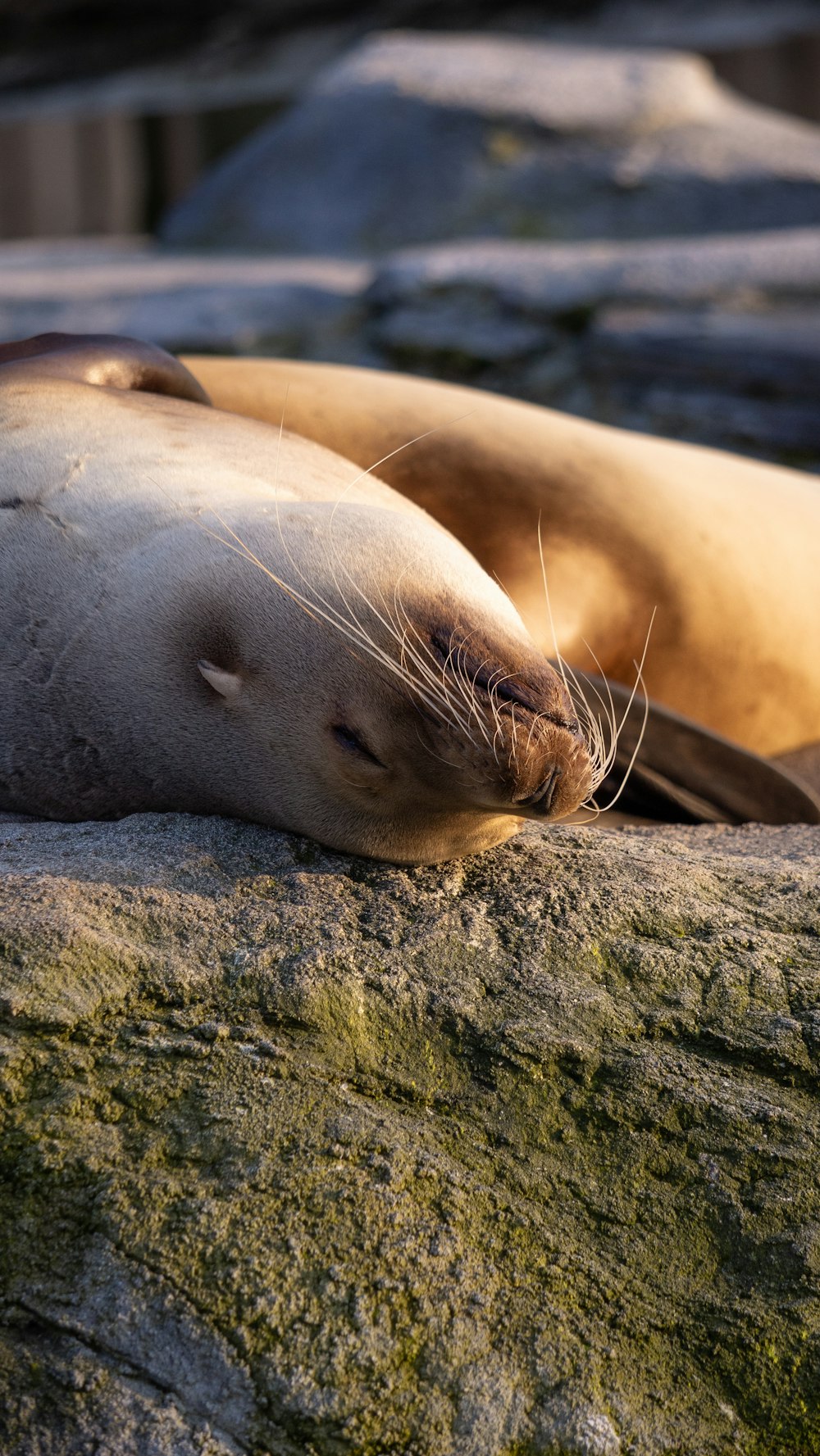 a couple of sea lions laying on top of a rock