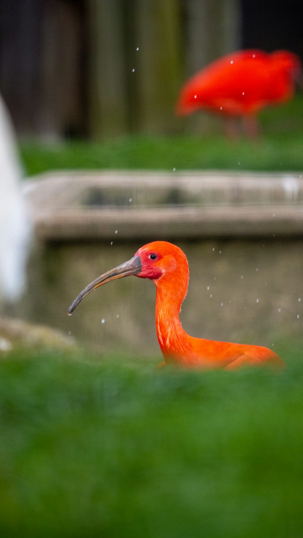 a bright orange bird with a long beak