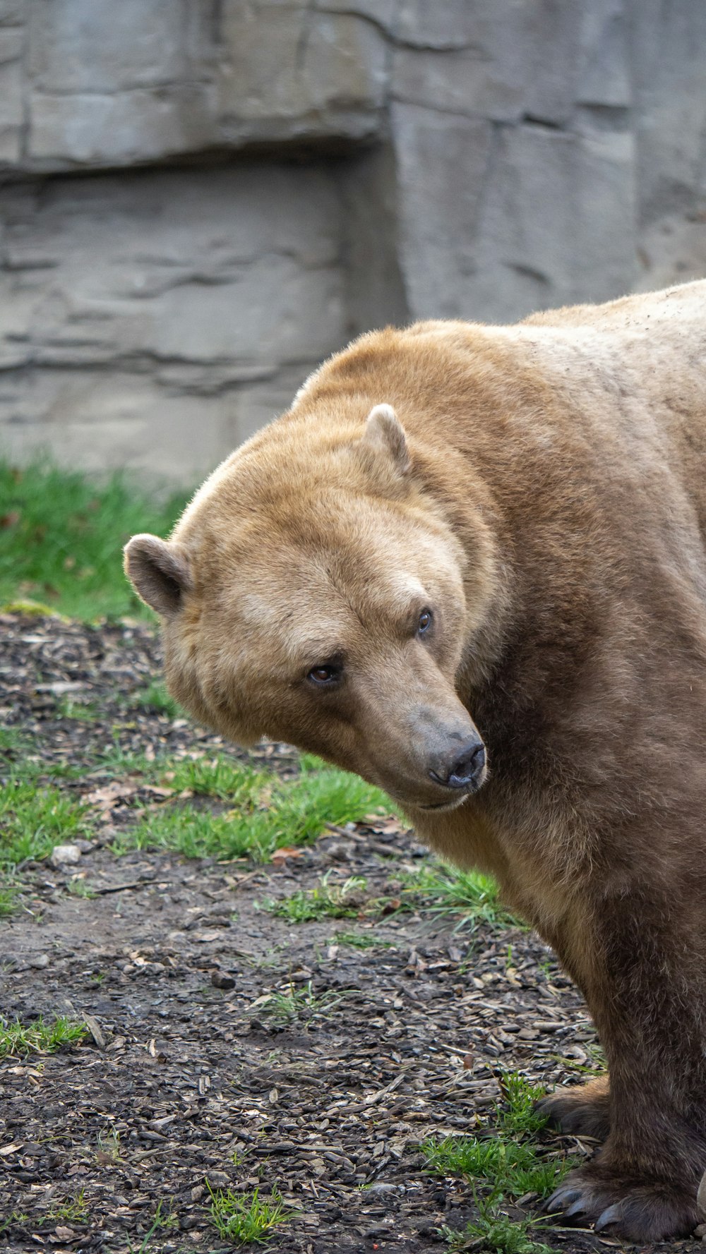 a large brown bear standing on top of a grass covered field