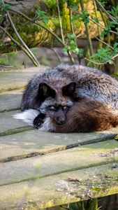 Resting Fox