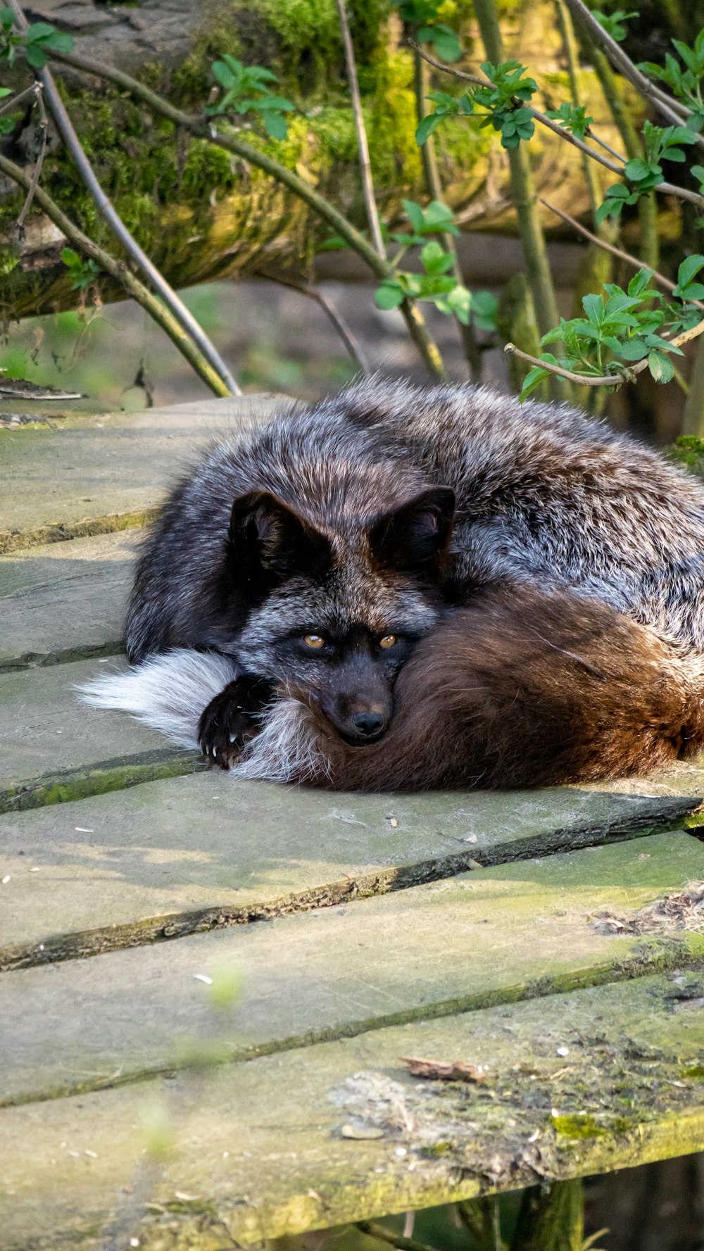 a wolf laying on a wooden platform in the woods