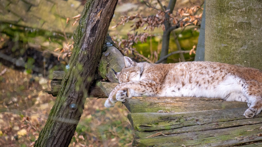 a cat that is laying down on a bench