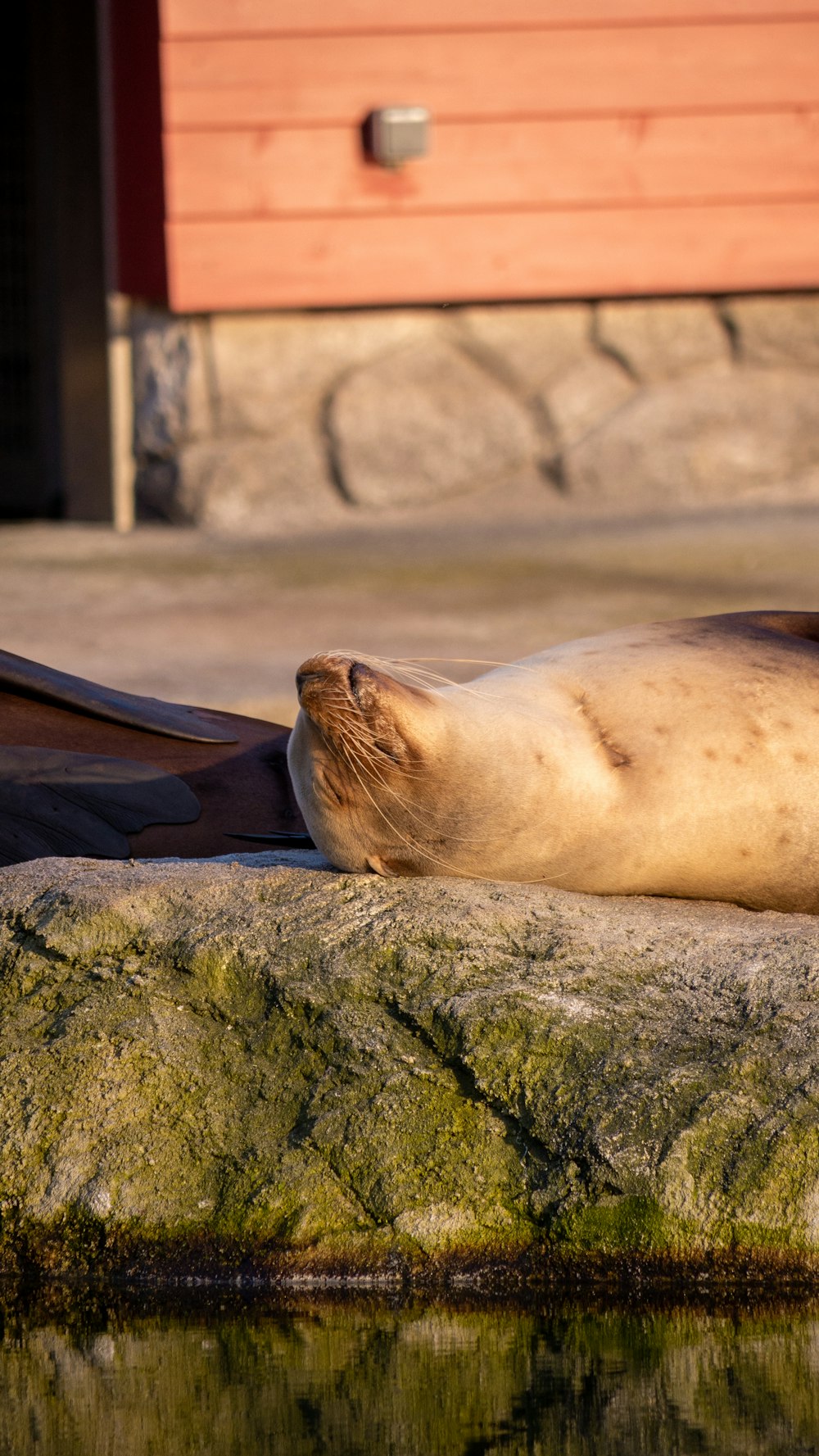 a seal laying on top of a rock next to a body of water