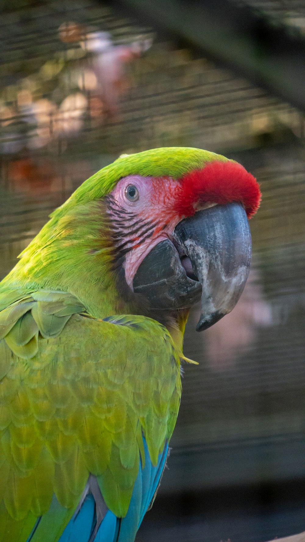 a parrot with a red head and green feathers