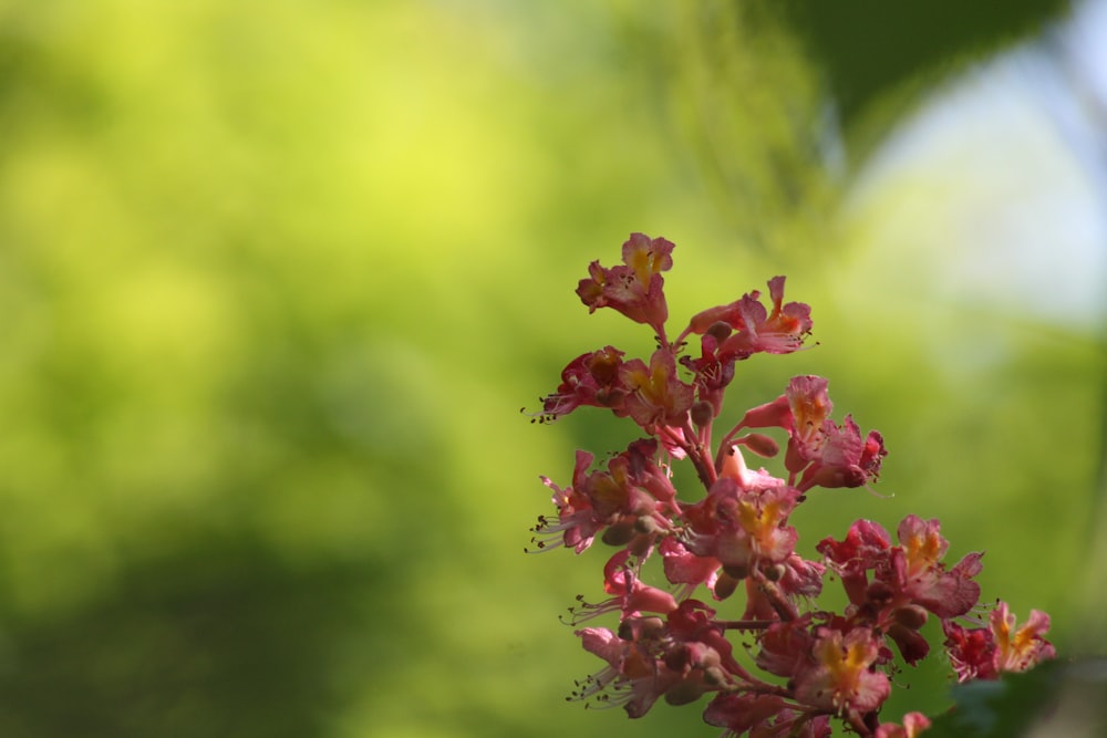 a close up of a flower on a tree