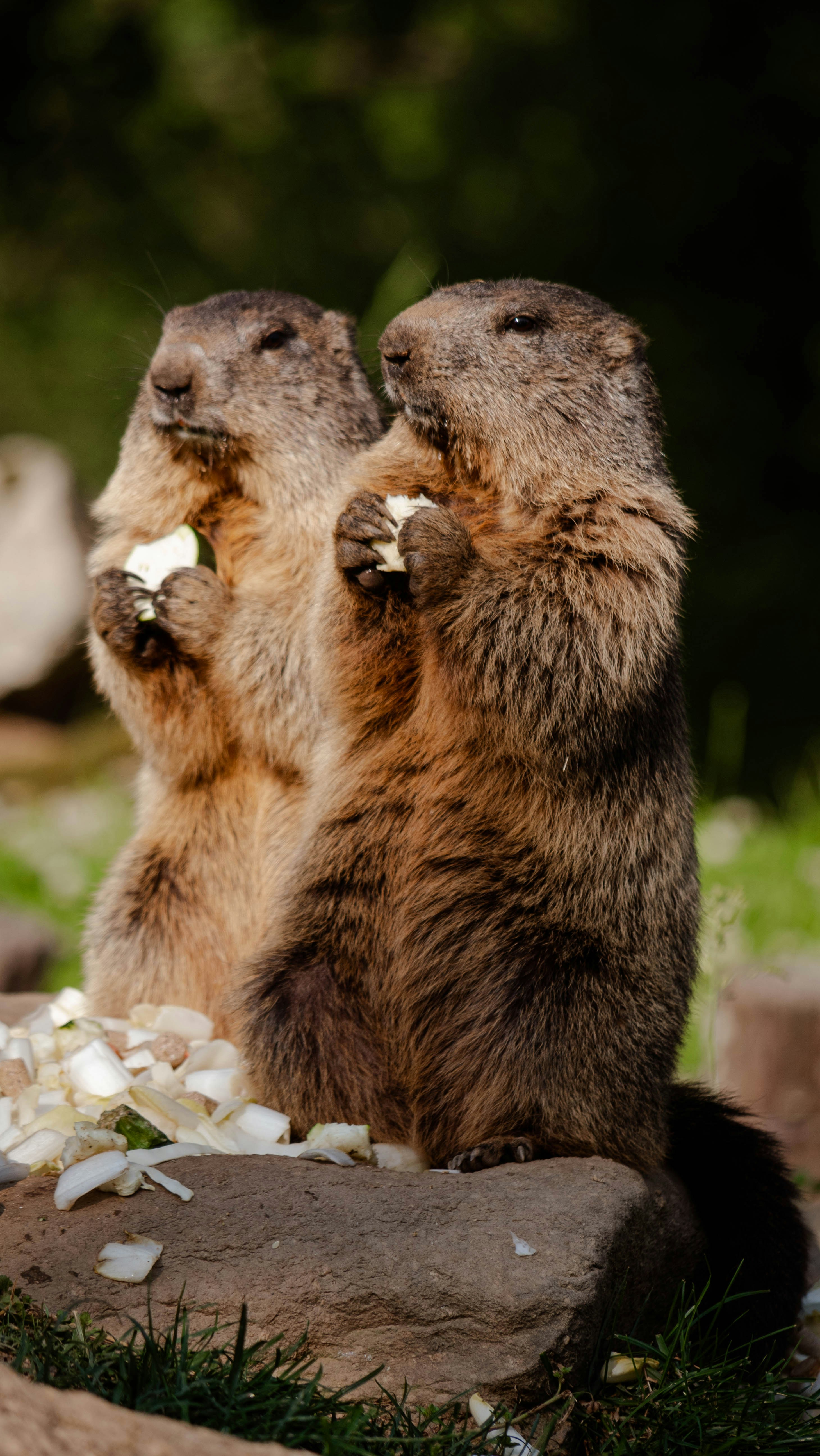 Unveiling the Secrets of Mole: A Culinary Masterpiece