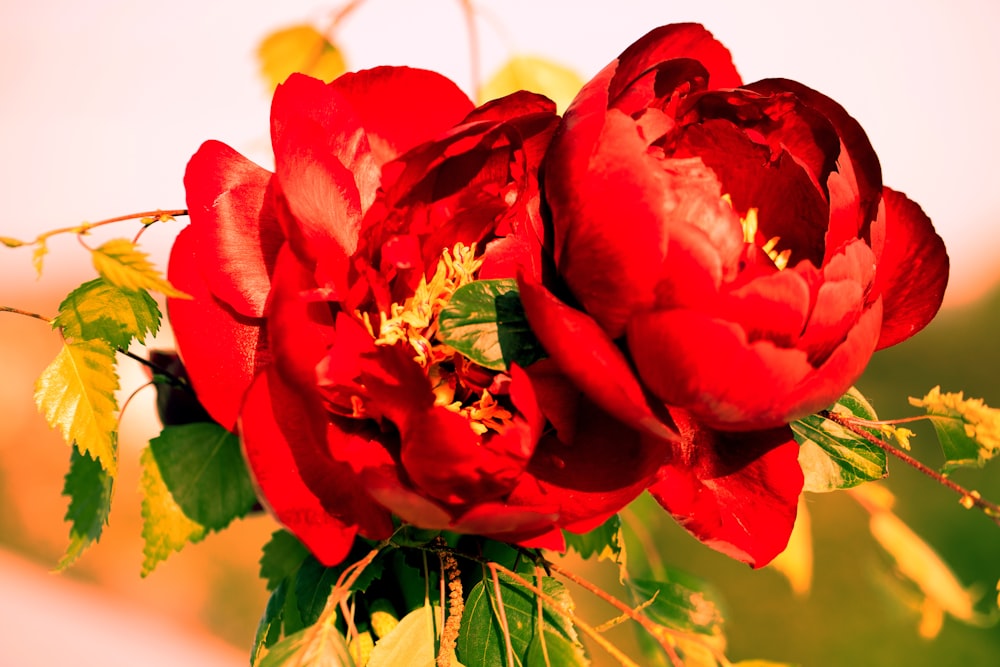 a close up of a red flower with green leaves