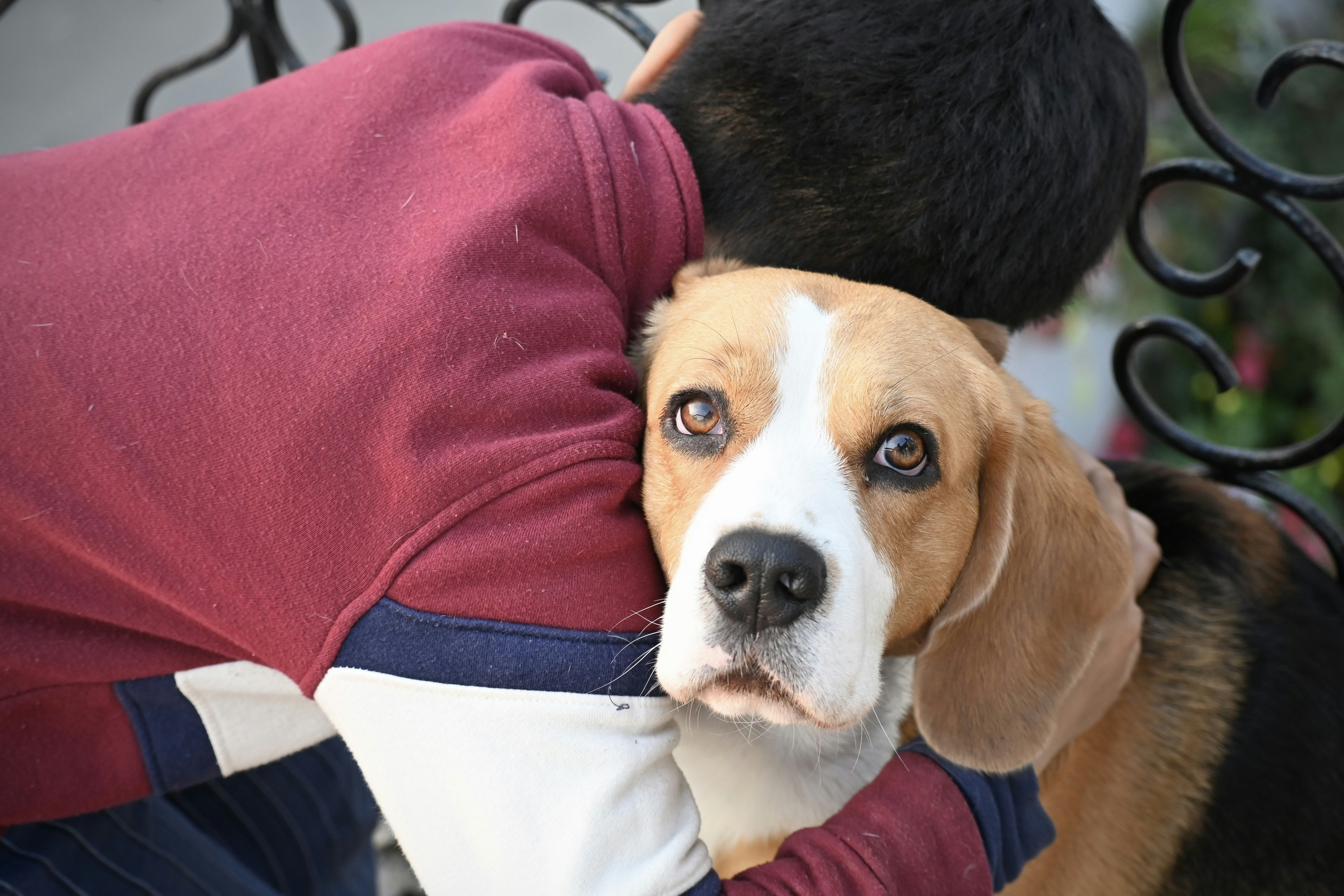 Beagle Pup hugging a kid!