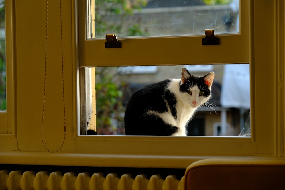 a black and white cat sitting on a window sill