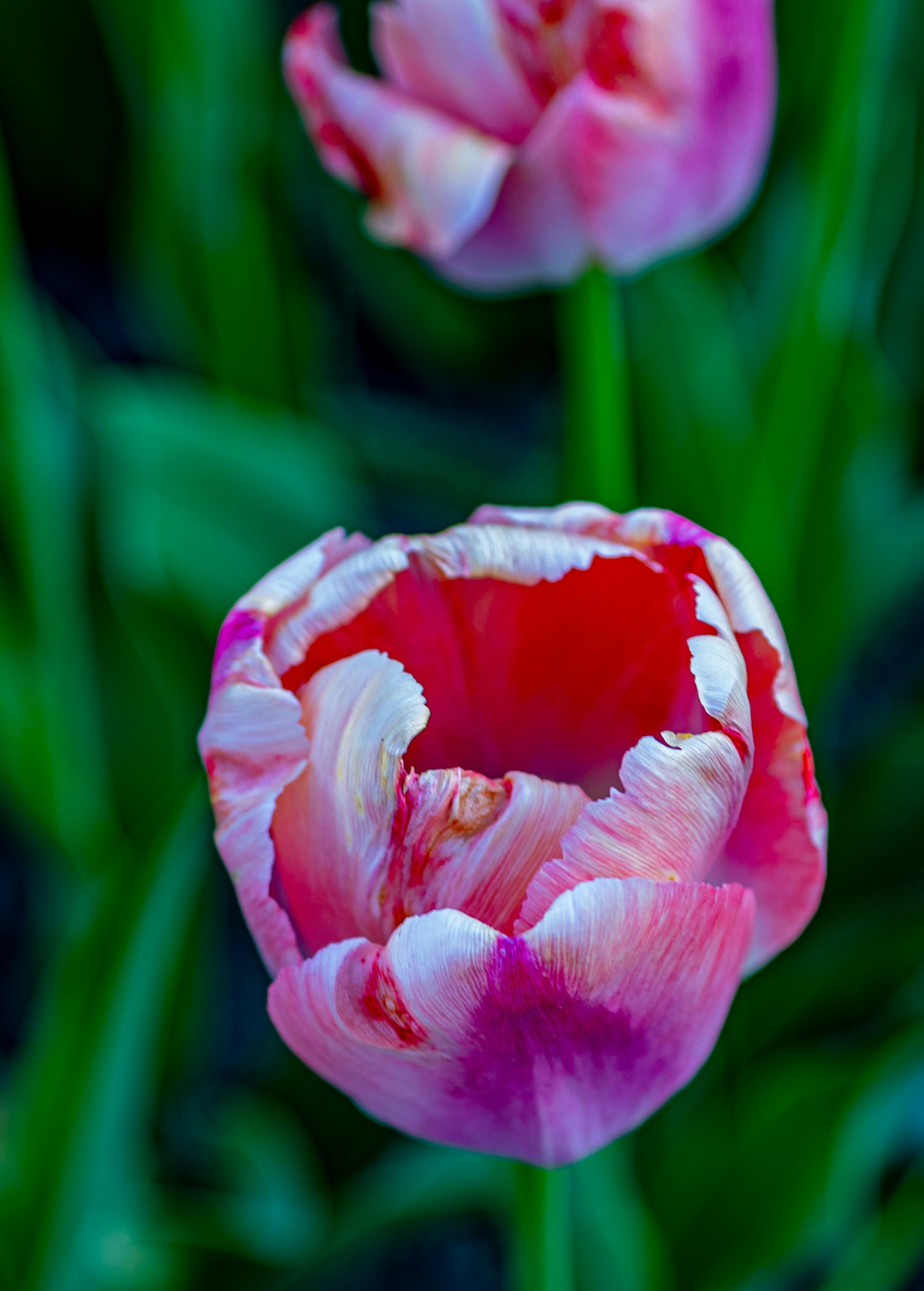 Photo by napurthas