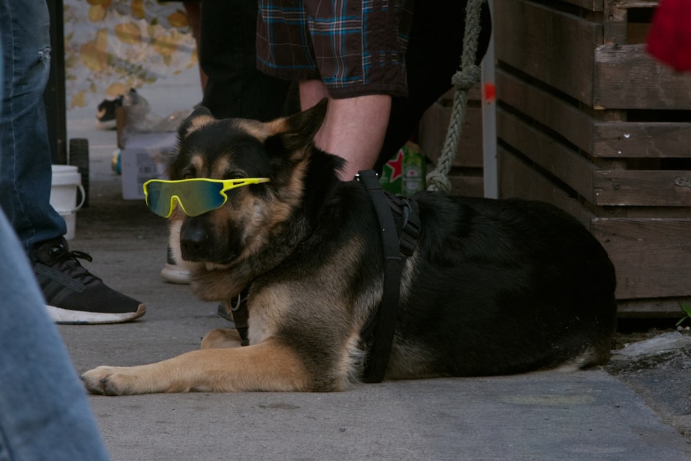 a german shepard dog wearing sunglasses while sitting on the ground