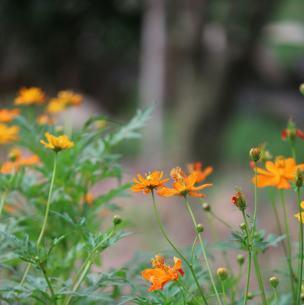 a bunch of flowers that are in the grass