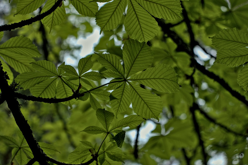 Le foglie di un albero sono di colore verde