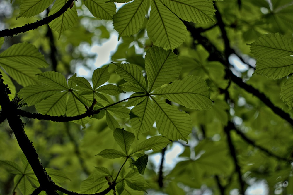 the leaves of a tree are green in color