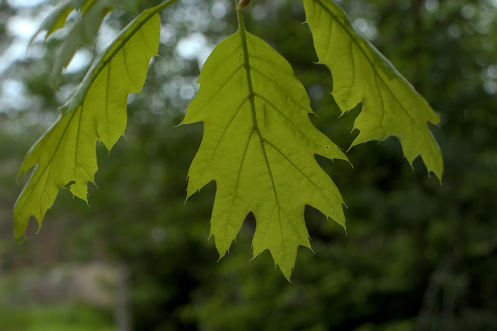 una foglia verde appesa a un ramo d'albero