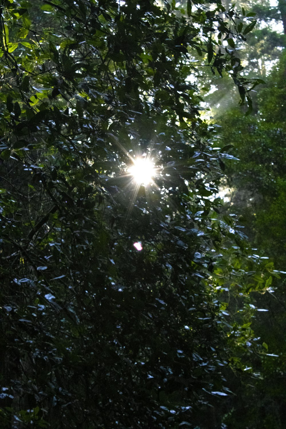 the sun shines through the leaves of a tree