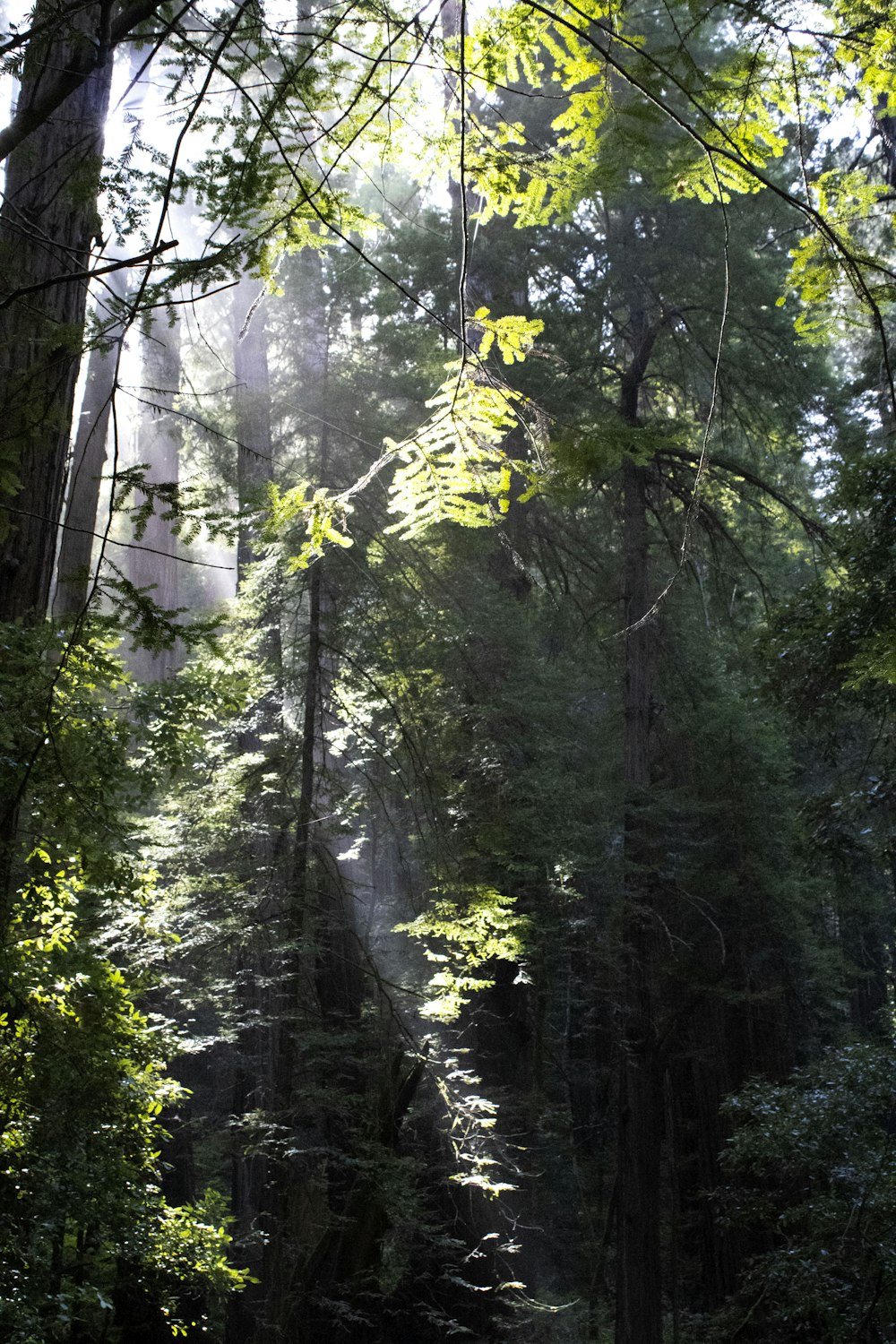 the sun shines through the trees in the forest