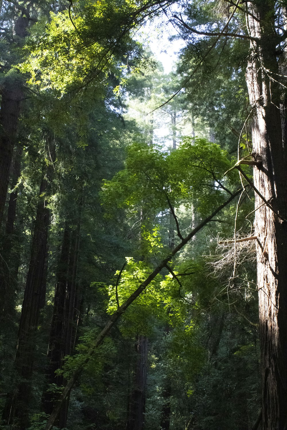 a forest filled with lots of tall trees