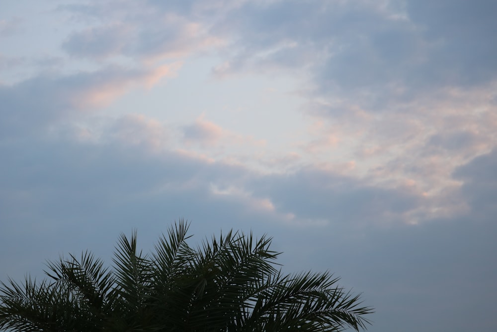 a palm tree is silhouetted against a cloudy sky