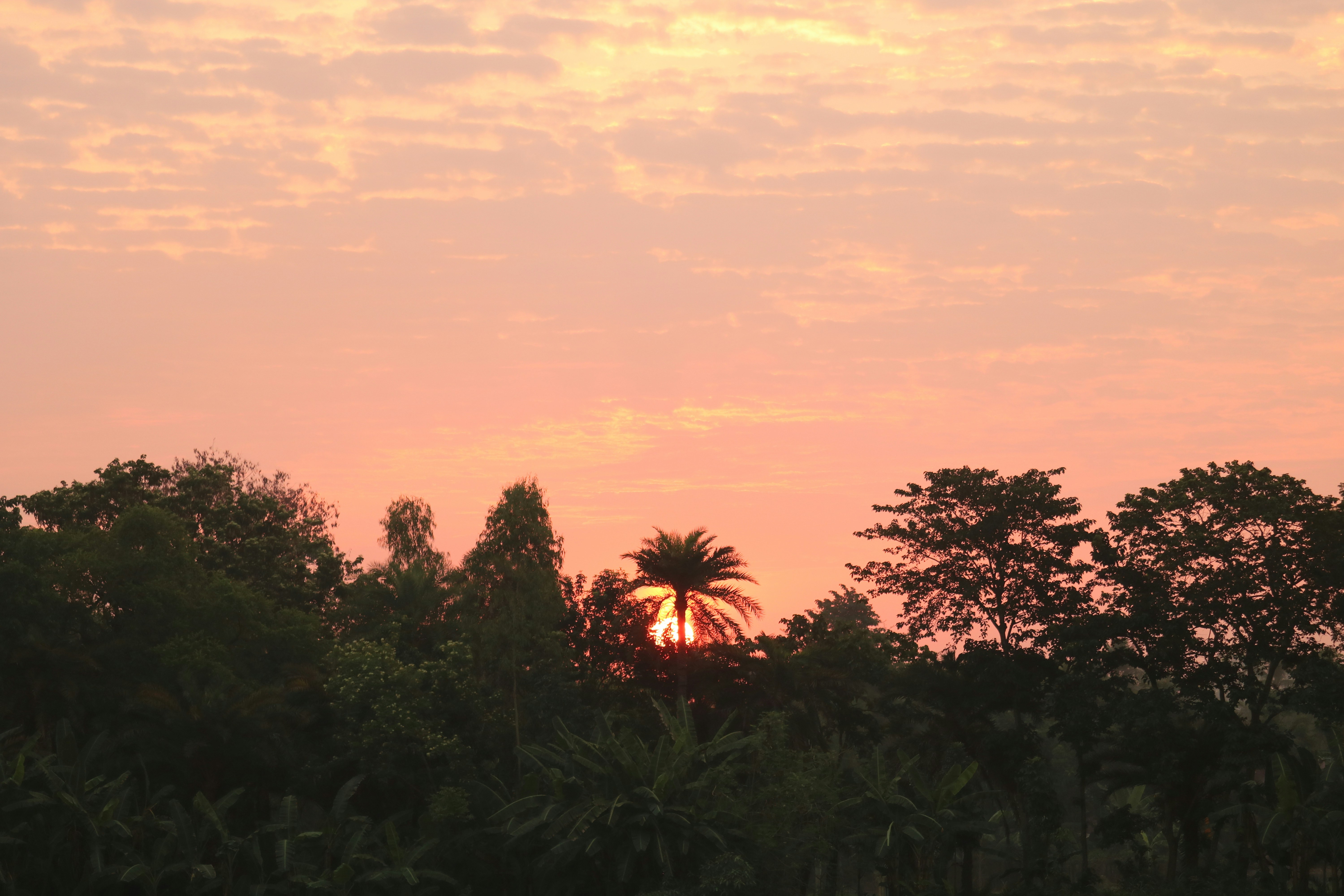 Sunrise over sustainable plantation