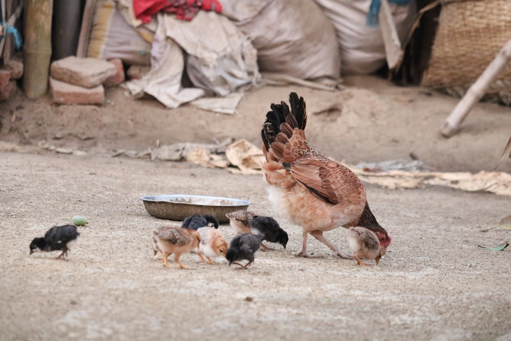 a group of chickens standing on top of a dirt field