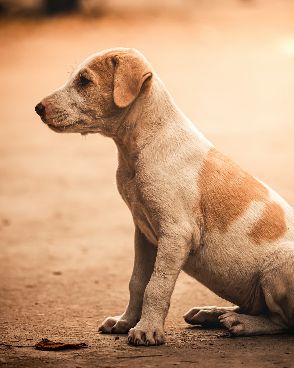 a brown and white dog sitting on top of a dirt field