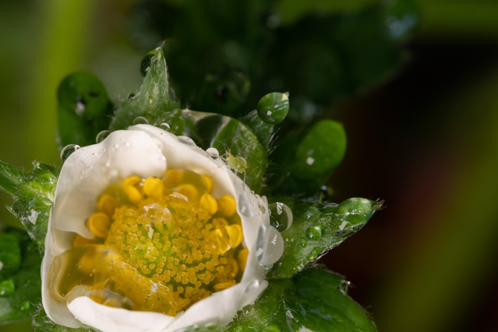 a white and yellow flower with water droplets on it