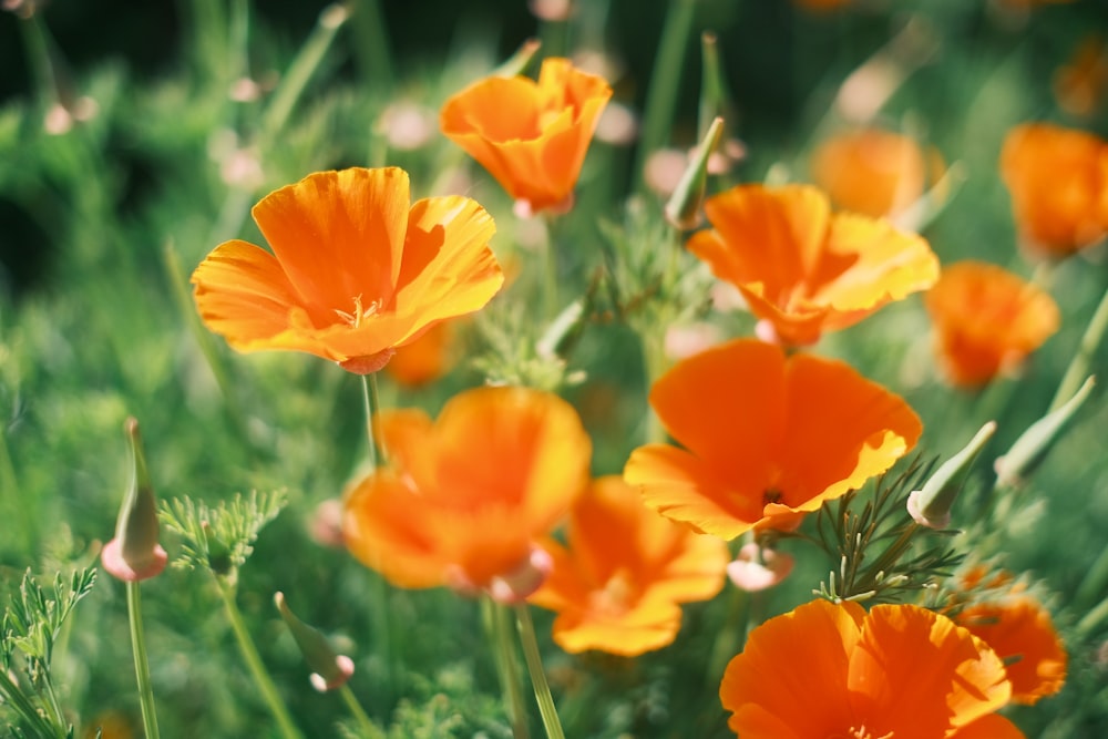 a bunch of orange flowers that are in the grass