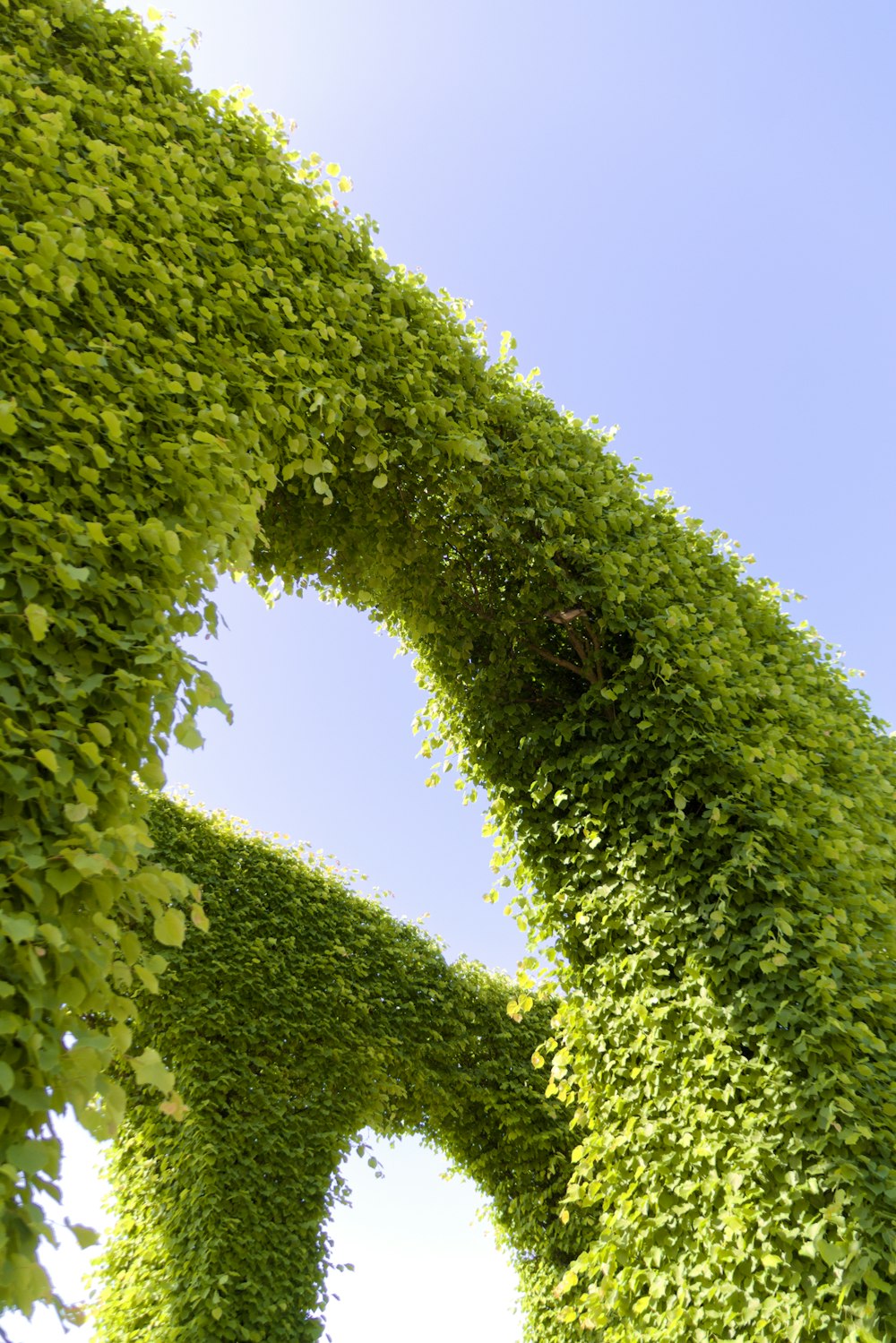 Una planta verde muy alta con un cielo en el fondo