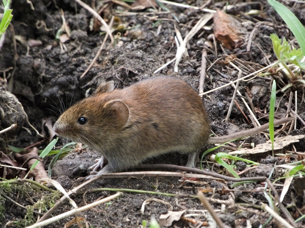 a small rodent standing in the dirt