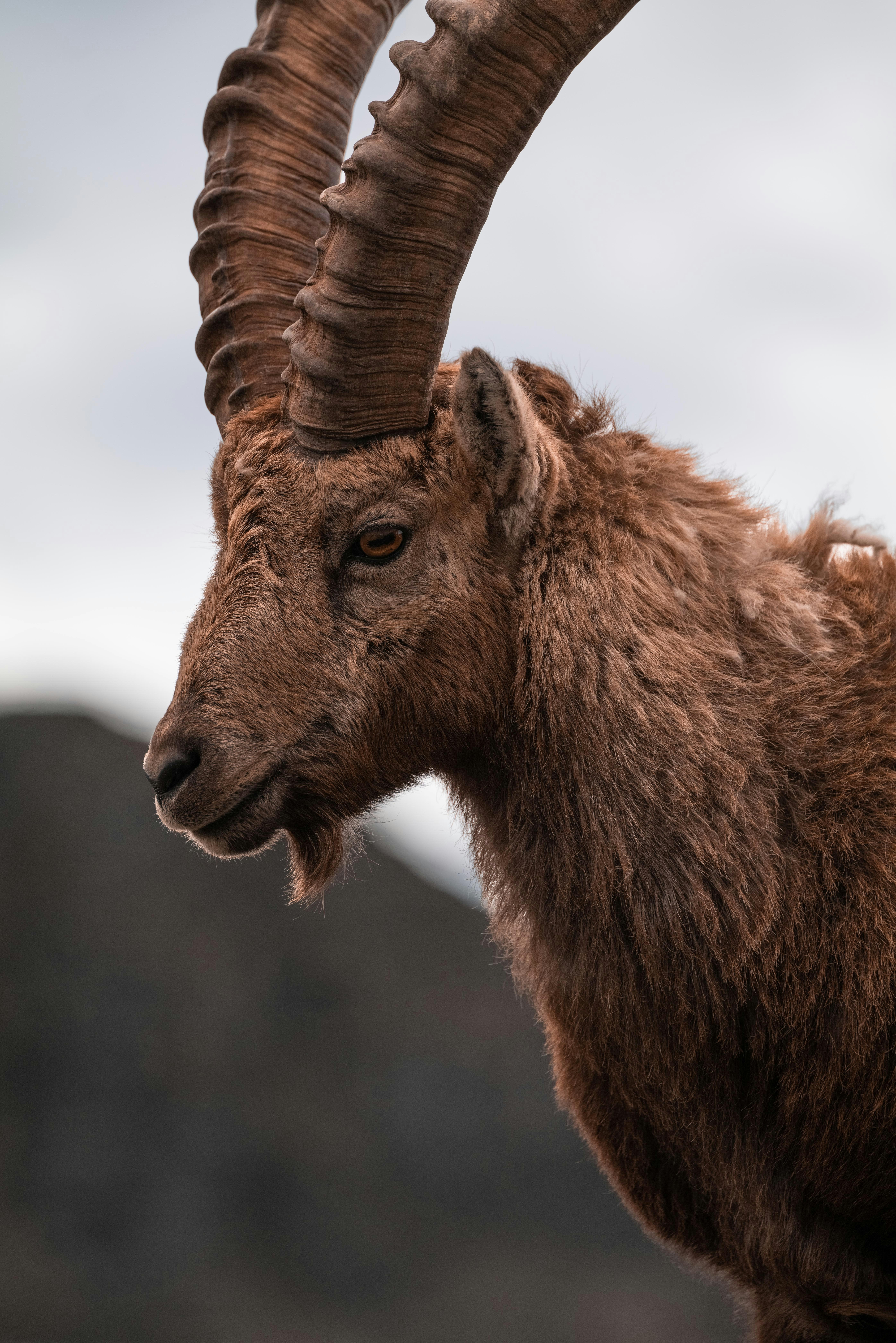a close up of a goat with very long horns