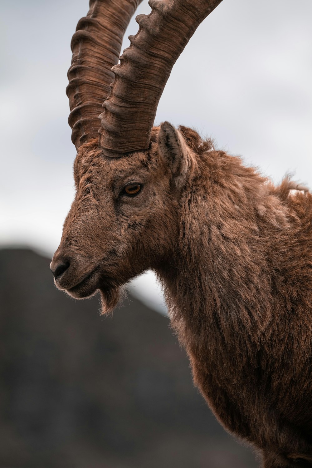 a close up of a goat with very long horns