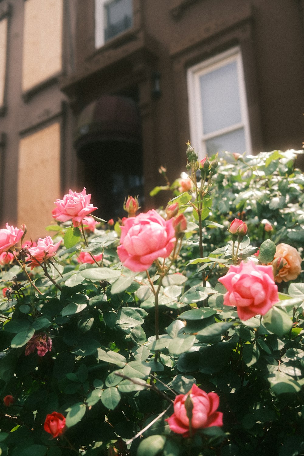 a bush of pink roses in front of a building