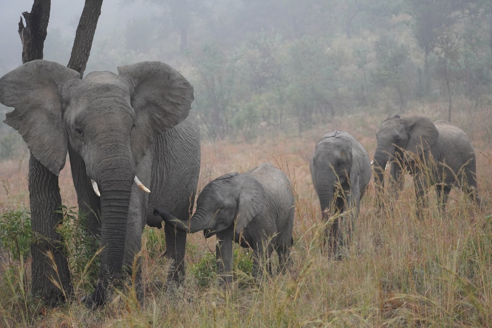a herd of elephants standing on top of a grass covered field