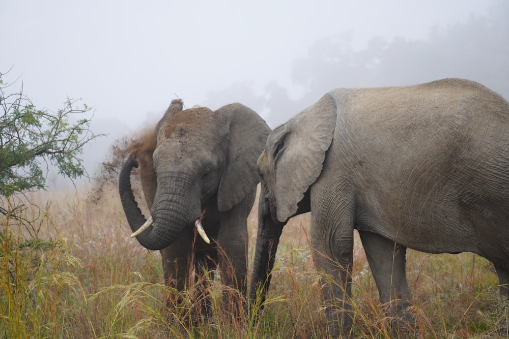 a couple of elephants standing next to each other