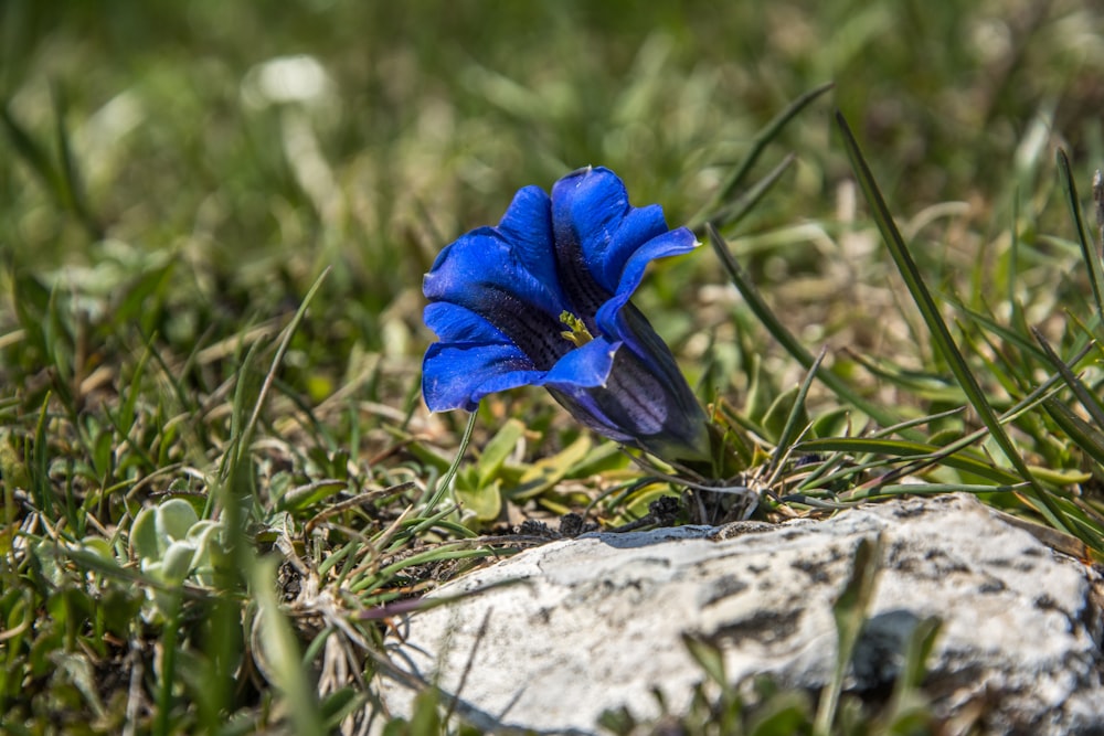 a blue flower is growing out of the grass