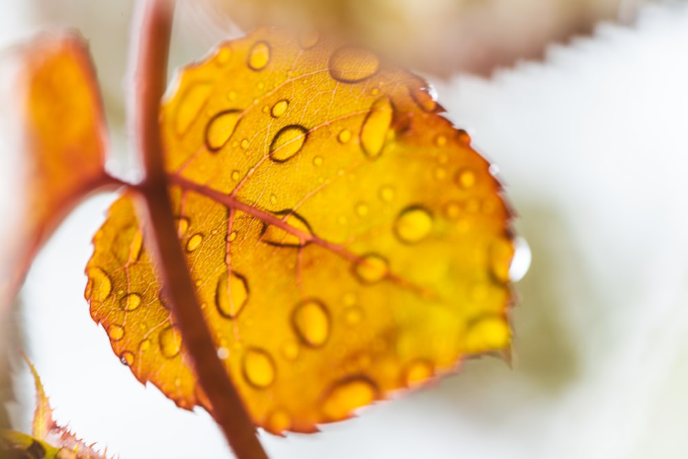 a close up of a leaf with drops of water on it