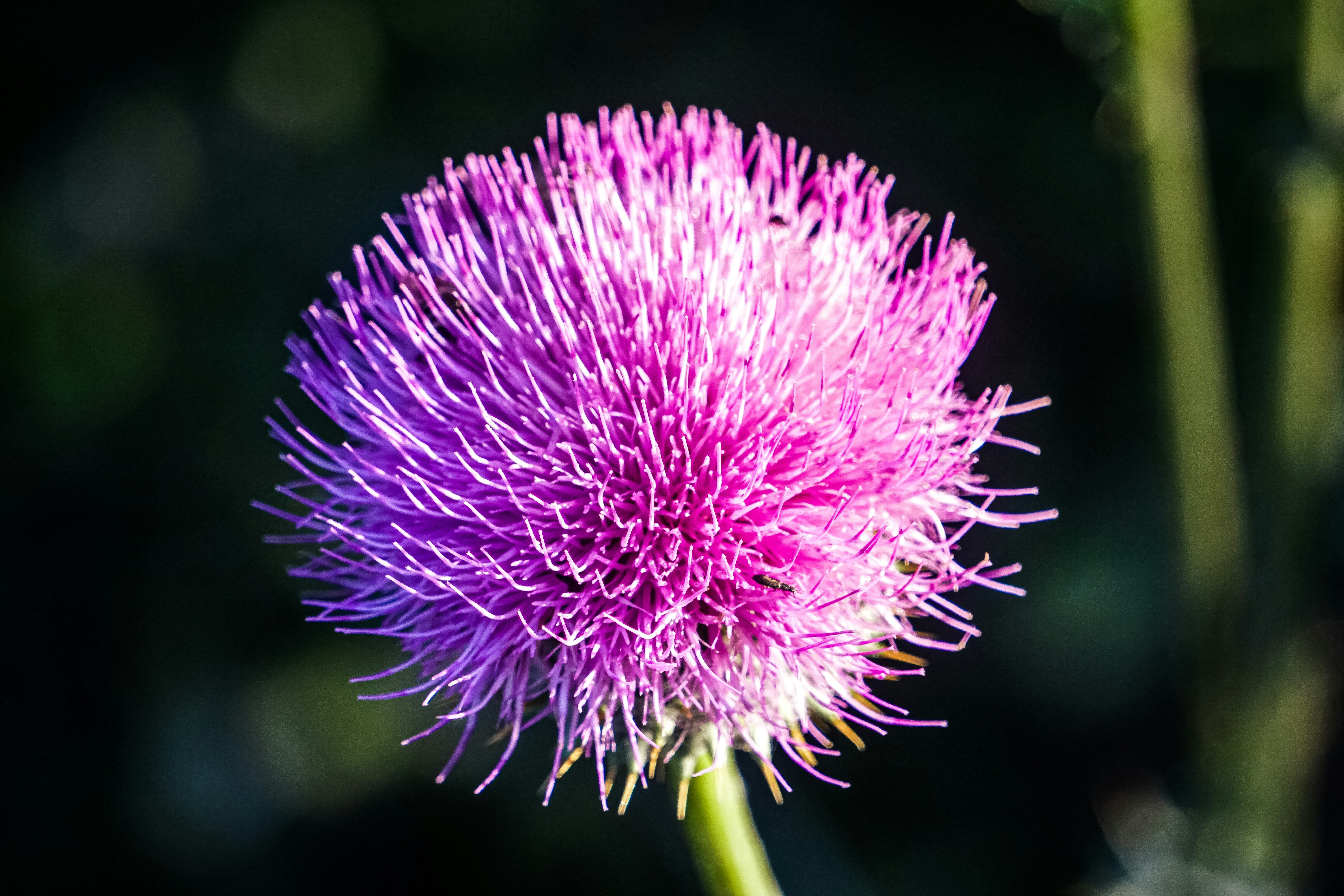 Photo by pmayorphotos