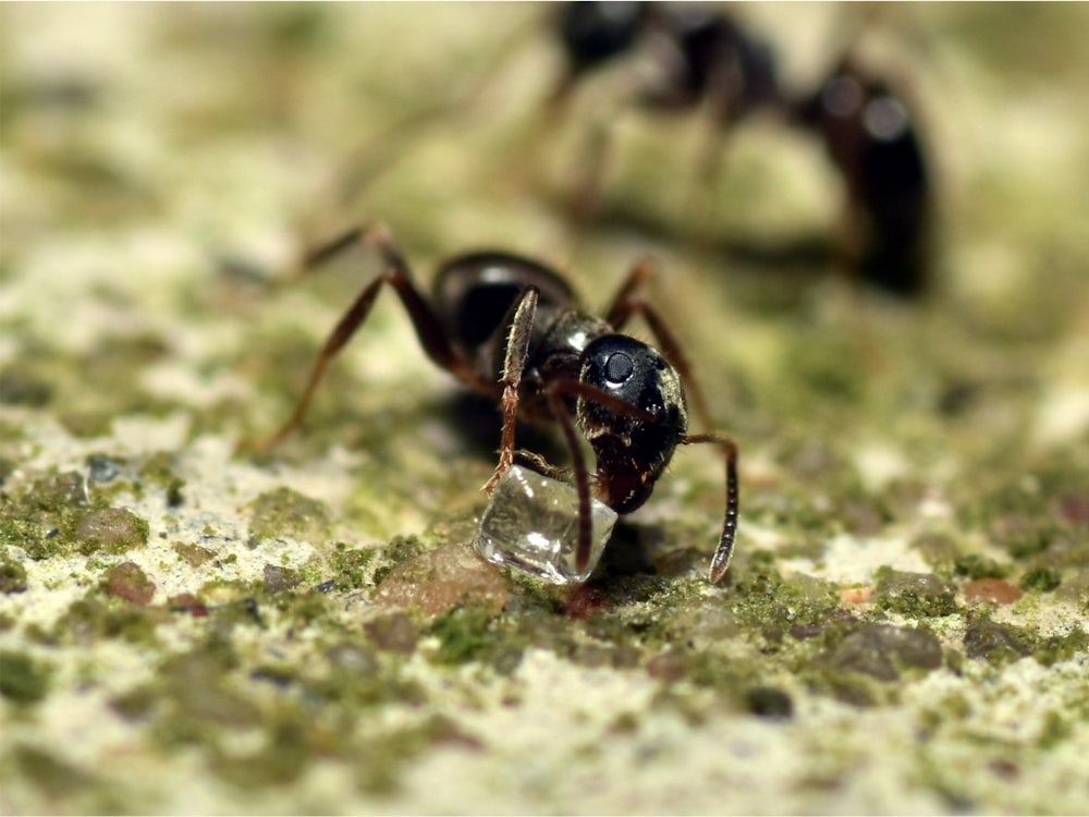a close up of a small ant ant on a mossy surface