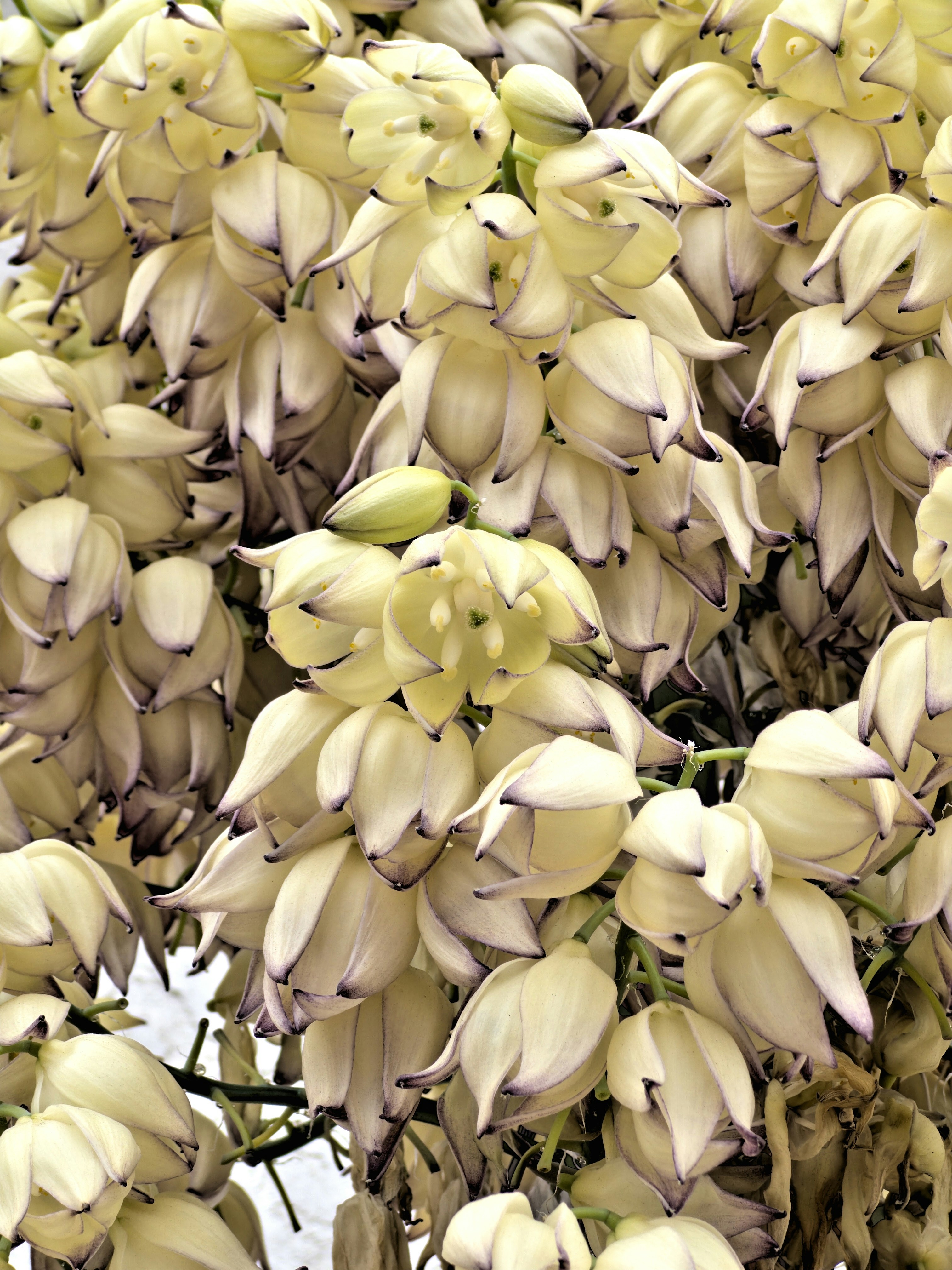 a close up of a bunch of flowers on a tree
