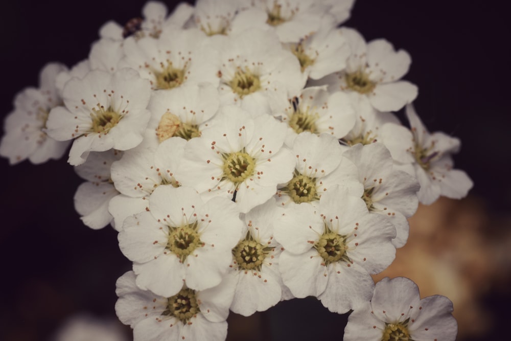 a bunch of white flowers in a vase