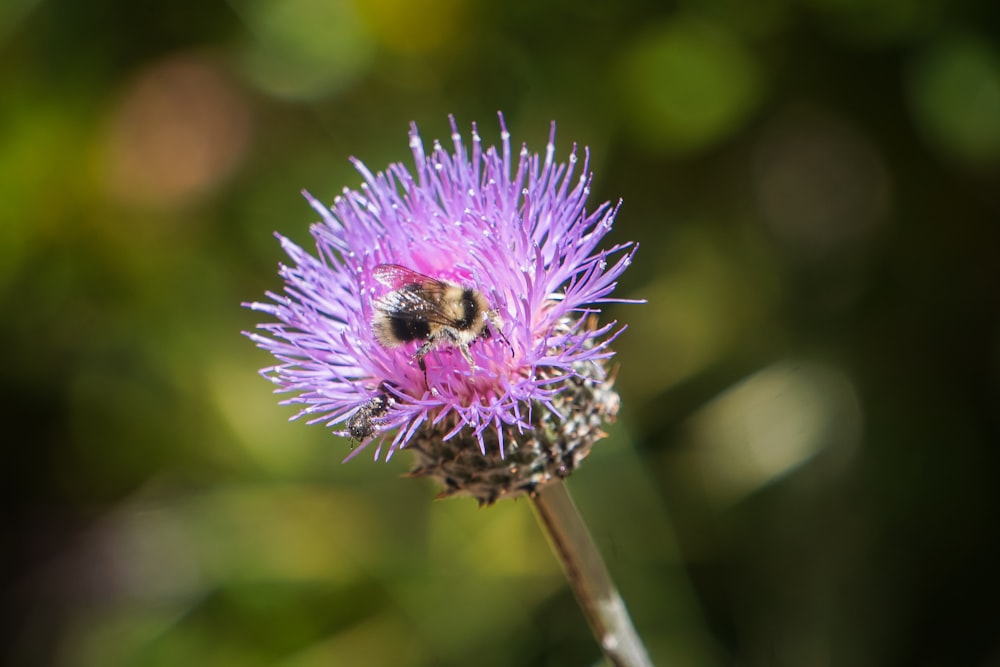 a purple flower with a bee on it