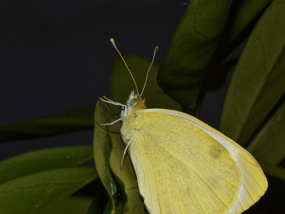 a yellow butterfly sitting on top of a leaf