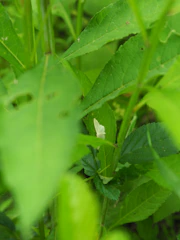 Close-up of a gardener inspecting leaves for pests in a lush garden.